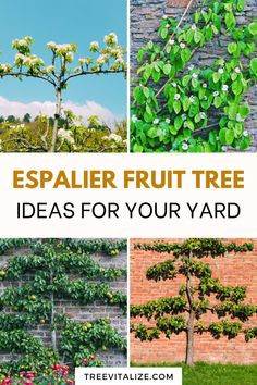 four different types of fruit trees with text overlay that reads, espaier fruit tree ideas for your yard