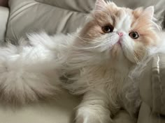 an orange and white cat laying on top of a couch with its eyes wide open