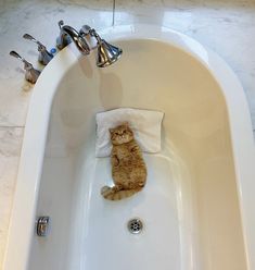 a cat sitting on top of a bathtub next to a towel and faucet