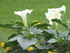 three white flowers with green leaves in the foreground and yellow flowers in the background