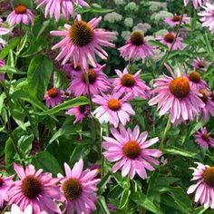 many purple flowers are growing in the grass