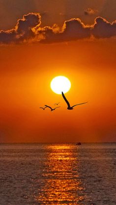 the sun is setting over the ocean with a seagull flying in front of it