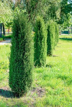 some very pretty tall bushes in the grass