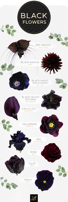 an image of flowers that are in different colors and sizes, with the words black flowers on