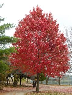 a red tree in the middle of a park with leaves on it's ground