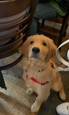 a brown dog sitting on top of a wooden floor