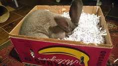 a small rabbit is sitting in a box