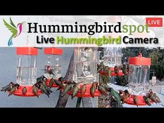 hummingbirds are perched on the bird feeders