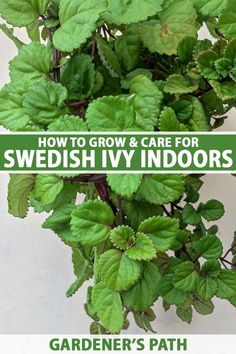 A close up vertical image of a Swedish ivy houseplant growing in a hanging basket. To the center and bottom of the frame is green and white printed text. Swedish Ivy Houseplant, Ivy Houseplant, Types Of Ivy, Ivy Plant Indoor, Swedish Ivy, Ivy Flower, Ivy Plant, Evergreen Vines, Succulent Garden Diy