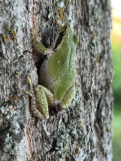 a green frog climbing up the side of a tree