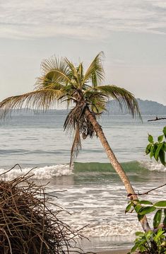 a palm tree leaning over in front of the ocean with waves coming up behind it