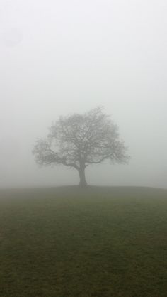 a lone tree in the middle of a foggy field