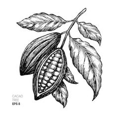 cocoa plant with leaves and pods on the branch, hand drawn illustration in black and white