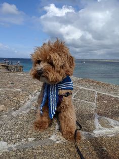 a brown dog wearing a blue scarf sitting on top of a rock next to the ocean