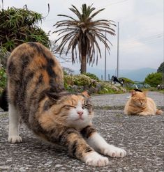 two cats sitting on the ground next to each other and one cat is laying down