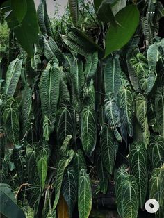 many green leaves are growing on the tree