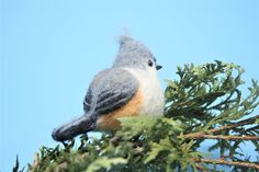 a bird sitting on top of a tree branch with blue sky in the back ground