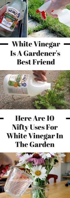 white vinegar is a gardener's best friend here are 10 nifty uses for white vinegar in the garden