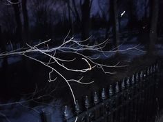 a tree branch with no leaves on it in front of a black fence at night