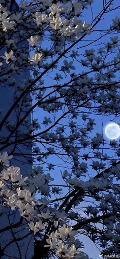 the moon shines brightly in the sky behind some white flowers on a tree branch