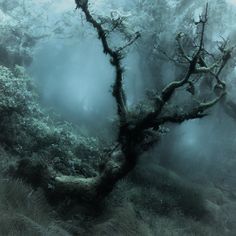 an old tree in the middle of a forest