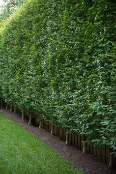 a long row of green bushes in the middle of a yard with grass on both sides