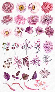 watercolor flowers are shown in different colors