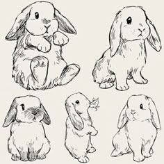 four rabbits sitting and standing in different positions