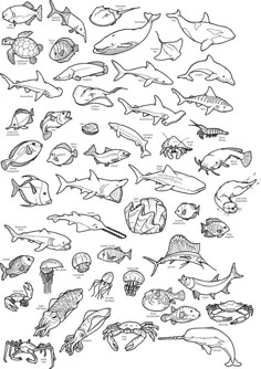 an image of marine animals coloring pages