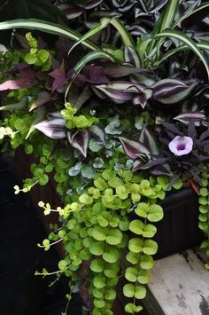 some plants that are growing on the side of a building