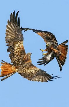 two large birds flying in the air with their wings spread out and one bird has it's beak open