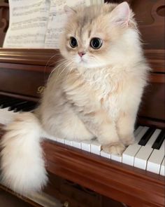 a fluffy cat sitting on top of a piano