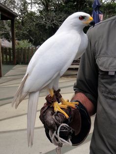 a white bird perched on top of a glove