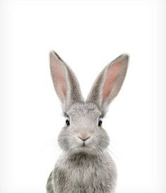 a gray bunny rabbit sitting in front of a white background and looking at the camera