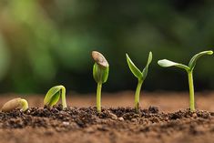 three young plants sprouting from the ground