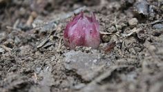 a small pink flower sitting in the dirt