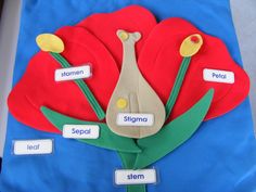 We discuss the different parts of a flower and what each part is there for. We learn that the stigma is the female part and the stamen are the male part. Pollen is transferred from the stamen to the stigma in order to make seeds. Model Of A Flower Project, Photosynthesis Activities, Animal Cell Project, Woodland Meadow, Teaching Plants, Sedum Roof, Human Body Science, Cells Project, Science Models