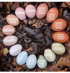 an image of eggs with different words on them in the middle of leafy ground