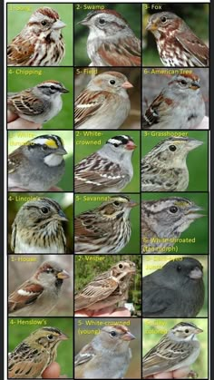 many different pictures of birds with names in each one's eyes and beaks