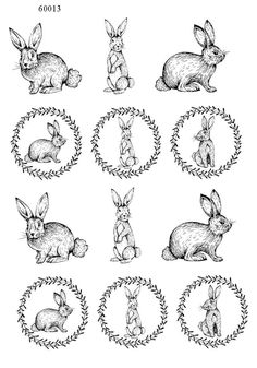 an image of rabbits in different positions