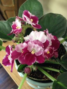 pink and white flowers are in a blue bowl on a table next to green leaves