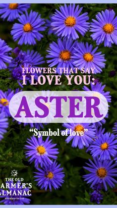 flowers that say i love you aster is symbol of love for the old farmer's almanacc