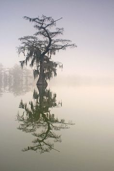 a lone tree in the middle of a foggy lake with trees reflected in the water