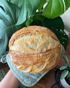 a loaf of bread sitting on top of a bag next to a potted plant