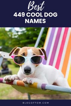 a dog wearing sunglasses and sitting in a hammock with the words best 4 99 cool