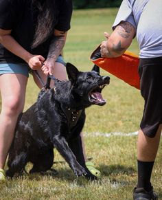 a black dog sitting on top of a field next to a person holding a frisbee