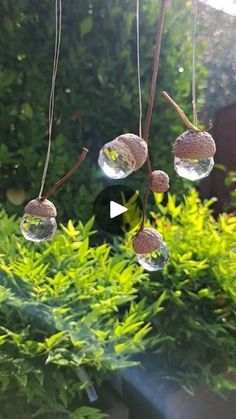 some bubbles are hanging from a tree branch