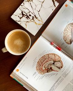 Study | Med student | Brain Anatomy | Coffee Brain Study Aesthetic, Study Of Psychology, Neuropsychiatry Aesthetic, Neuroscience Phd Aesthetic, Neuropsychology Student, Studying Psychology Aesthetic, Psychology Study Aesthetic, Beauty With Brain Aesthetic, Neuroscientist Aesthetic