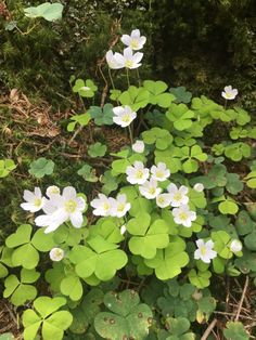 some white flowers and green leaves on the ground