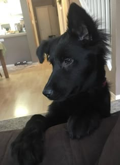 a black dog laying on top of a couch